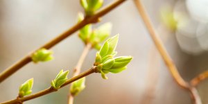 Gemmotherapie : 5 bourgeons qui baissent votre cholesterol