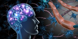 Sclerose en plaques : les aliments riches en fibres peuvent retarder les symptomes
