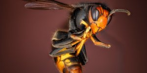 Frelon asiatique : comment reconnaitre sa piqure ?