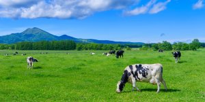 Pourquoi faut-il imperativement que vos steaks ne viennent pas de ce pays !