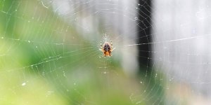 Araignees : 6 astuces pour vous en debarrasser a la maison
