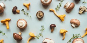 Champignons : 15 conseils pour eviter l’intoxication