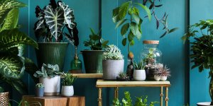 Bien-etre : les 5 plantes d’interieur qui font le plus de bien au moral