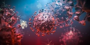 Influenza aviaire : un foyer confirme en Bretagne 