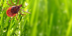 Piqure de tique : 4 bons reflexes a avoir vite !