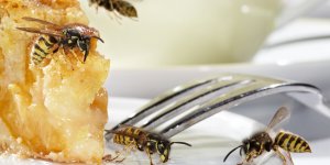 Guepe et nourriture : 7 aliments qui les attirent