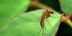 5 odeurs qui font fuir les moustiques
