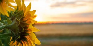  Penurie huile de tournesol : 9 produits dont la recette pourrait changer sans prevenir