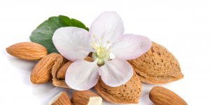 L-Amande et ses secrets, pour vivre mieux tous les jours!