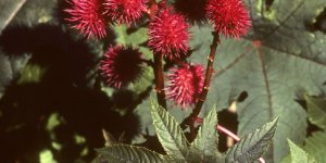 15 plantes de votre quotidien extremement toxiques !