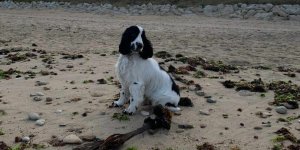 Comment traite-t-on les chiens a travers le monde ?