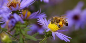 Abeilles : 5 astuces naturelles pour les eloigner de chez vous