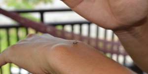 7 insectes qui peuvent gacher votre ete