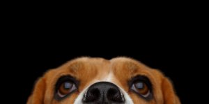 6 maladies que les chiens peuvent detecter 