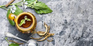 Toux : 10 plantes qui la soulagent efficacement 