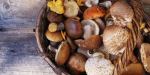 Comment agir en cas d’intoxication aux champignons ?