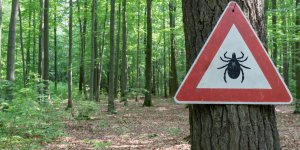 Quelles sont les regions ou se situent le plus les tiques ?