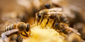 Sept maladies ameliorees et ou soignees par la propolis
