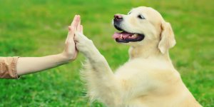 7 manieres dont votre chien peut vous sauver la vie