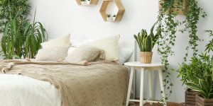 Bien dormir : 6 plantes a mettre dans la chambre a coucher