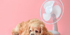 Canicule : 5 signes d’un coup de chaleur chez le chien