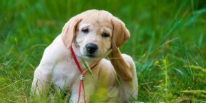 Quelle est l-anti-puce naturel le plus efficace pour les chats et les chiens ? 8 remedes contre les puces