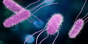 Salmonelles : les symptomes d’une contamination