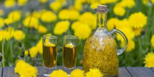Pissenlit : voici pourquoi il faut en consommer regulierement