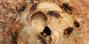 Frelons asiatiques : 6 astuces pour s’en debarrasser sans pesticides