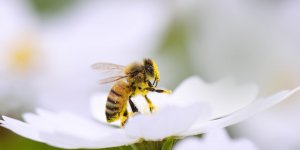Piqure de frelon : que faire ? 