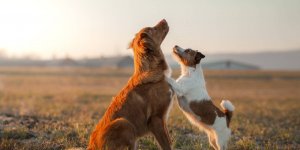 Chien : 12 races qui vivent plus de 10 ans en moyenne