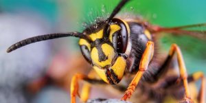 Frelon asiatique : 7 symptomes qui doivent alerter apres une piqure