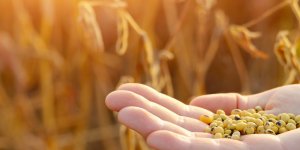 Sclerose en plaques : les aliments riches en isoflavones seraient protecteurs