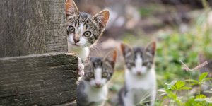 7 repulsifs naturels pour faire fuir les chats 