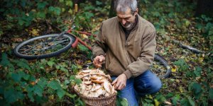 L-Anses alerte sur les risques d-intoxication lors de la cueillette de champignons