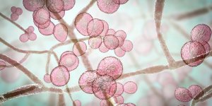 Candidose digestive : les aliments a privilegier et a eviter 