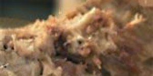 Rillettes sarthoises Maison