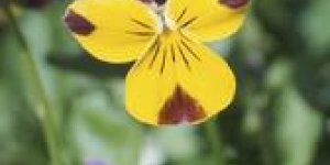 Salade aux fleurs
