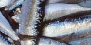 Sardines grillees