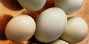 Omelette macedoine