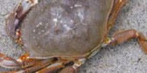 Hachis de crabe a la louisianaise