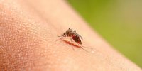Moustique tigre : 5 signes à surveiller si vous avez été piqué
