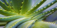 Aloès (aloe vera) : une plante anti-cancer du foie