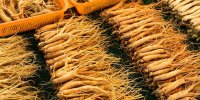  Cancer du poumon : le ginseng rouge efficace contre les métastases ?