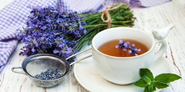 Plantes medicinales
