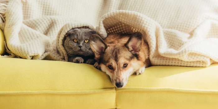 Demence : 6 signes a reperer chez le vieux chien ou le vieux chat