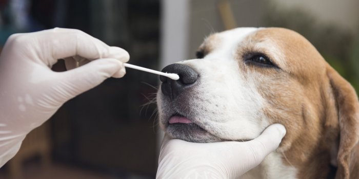 Variant Covid : les symptomes a reperer chez votre animal de compagnie