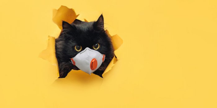Covid-19: les animaux susceptibles de l-attraper