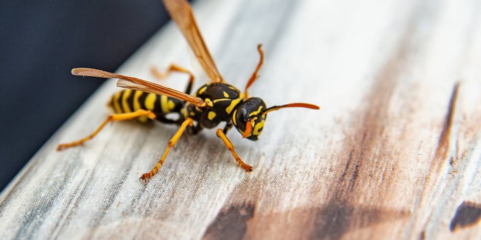 6 astuces naturelles pour eviter les guepes