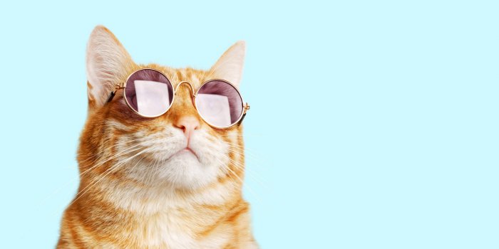 Chat : 8 maladies qu-il peut vous transmettre